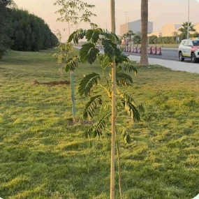 GREEN AFFORESTATION INITIATIVE